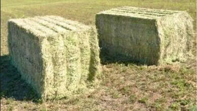 GB 4 String Meadow Hay