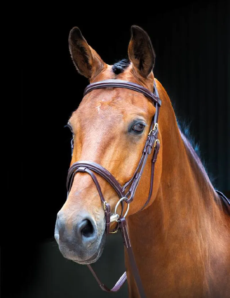 Salisbury Bodenham Bridle In Austrailan Nut