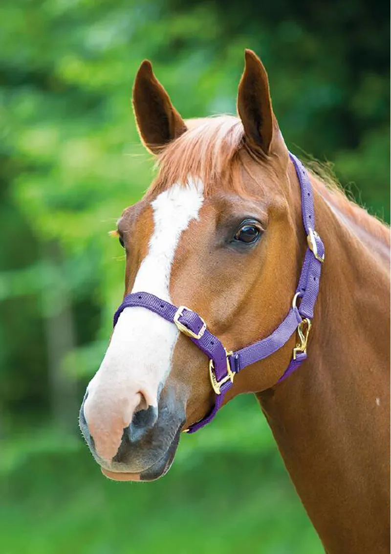 Shires Adjustable Headcollar In Purple