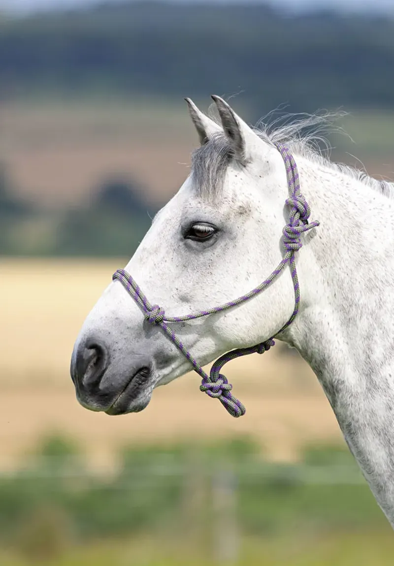 Shires Rope Control Headcollar in Purple