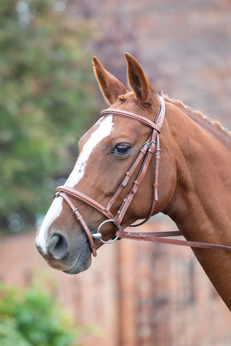 Avignon Padded Raised Flash Bridle in Havana