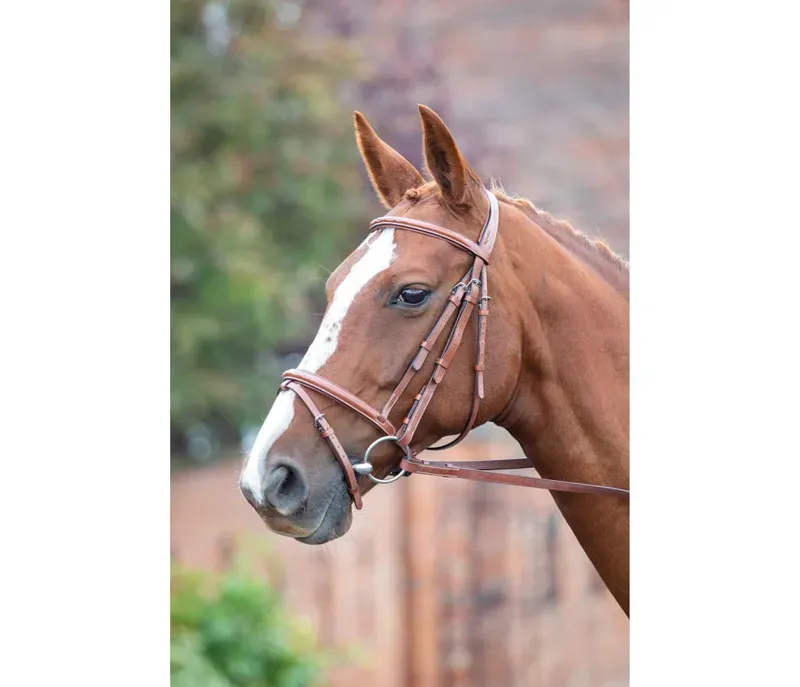 Avignon Padded Raised Flash Bridle in Oak