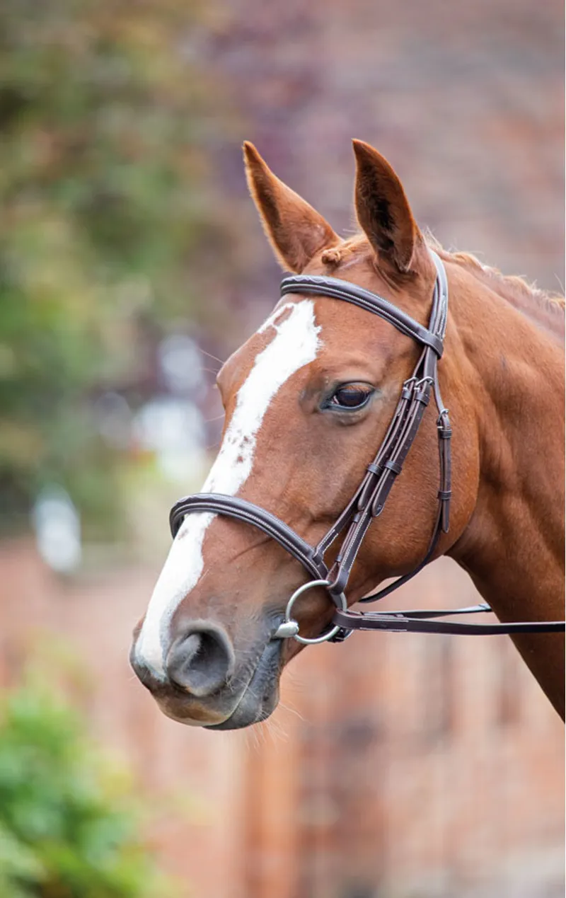 Shires Avignon Raised Cavesson Bridle in Havana