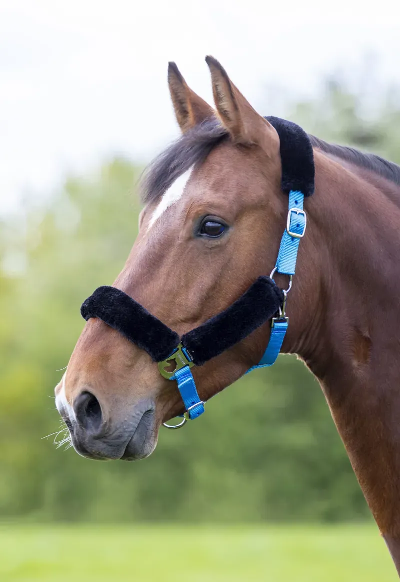 Shires Fleece Lined Headcollar in Blue