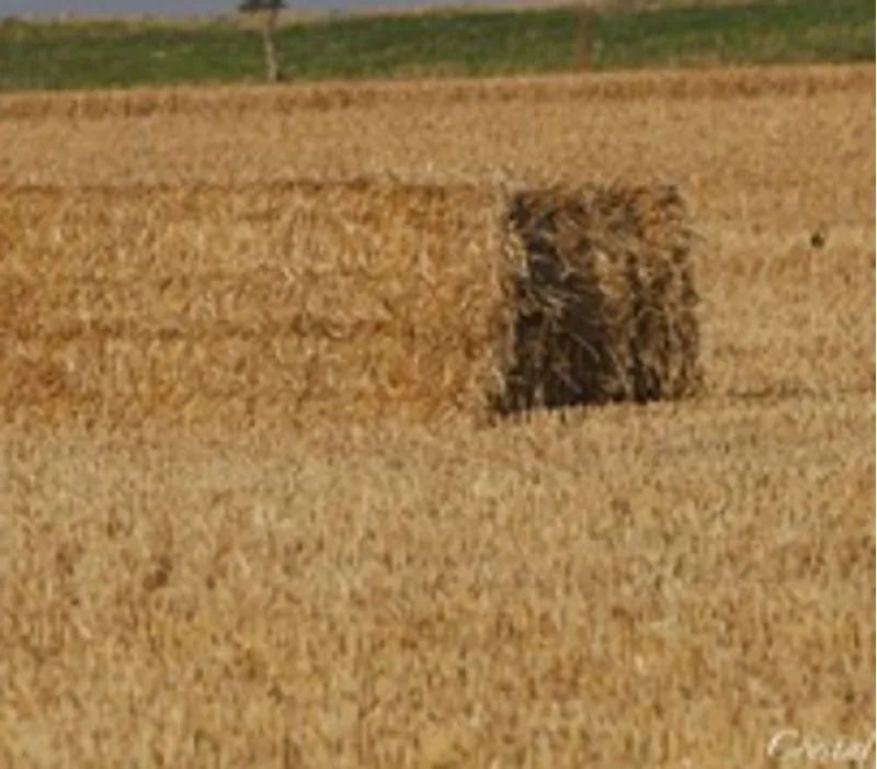 GB 4 String Big Bale Straw