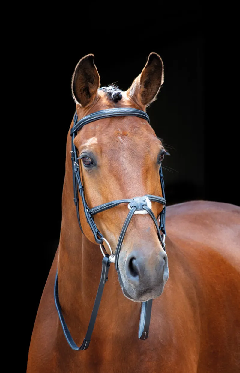 Shires Salisbury Brackley Bridle in Australian Nut