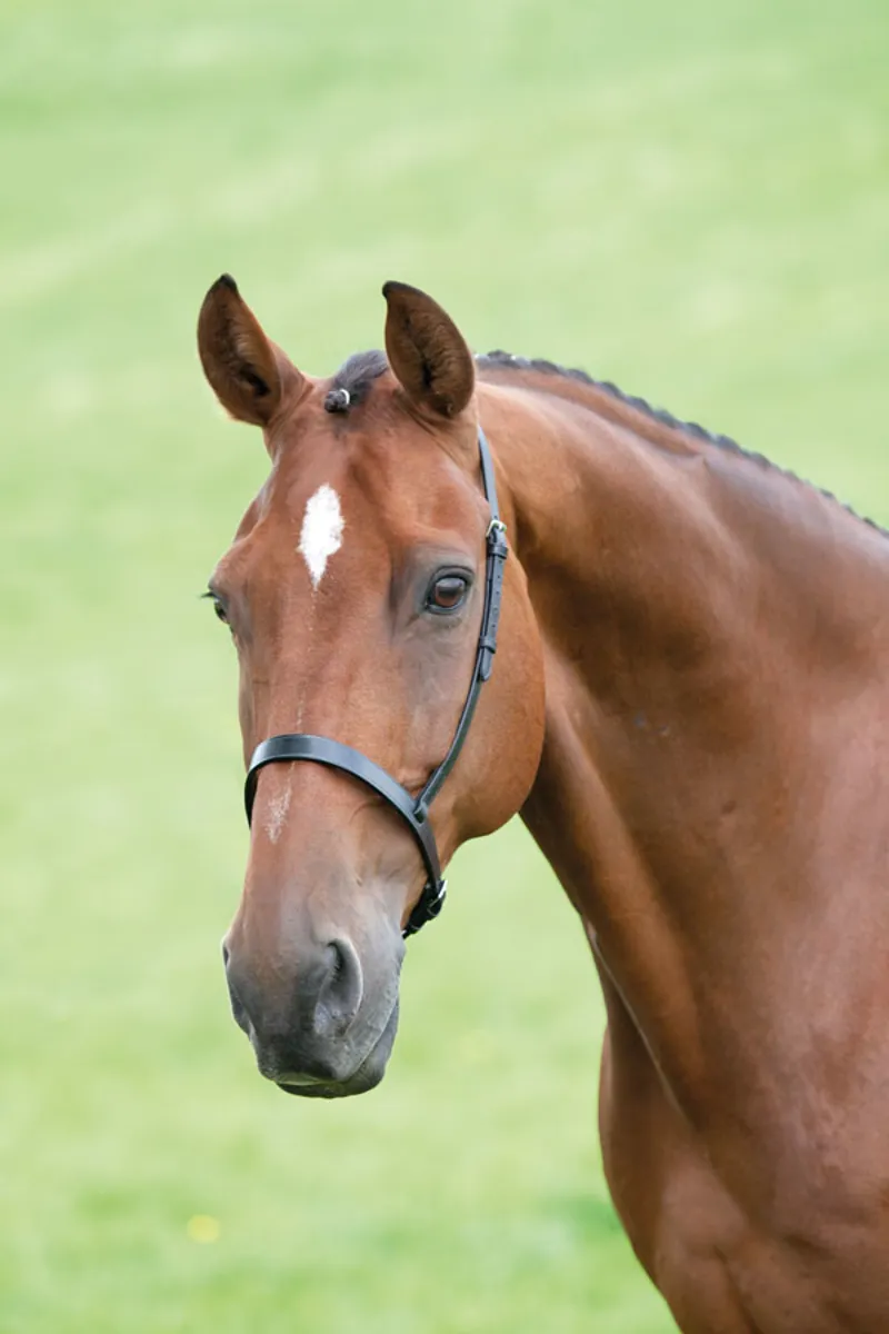 Shires Velociti GARA Cavesson Noseband in Black