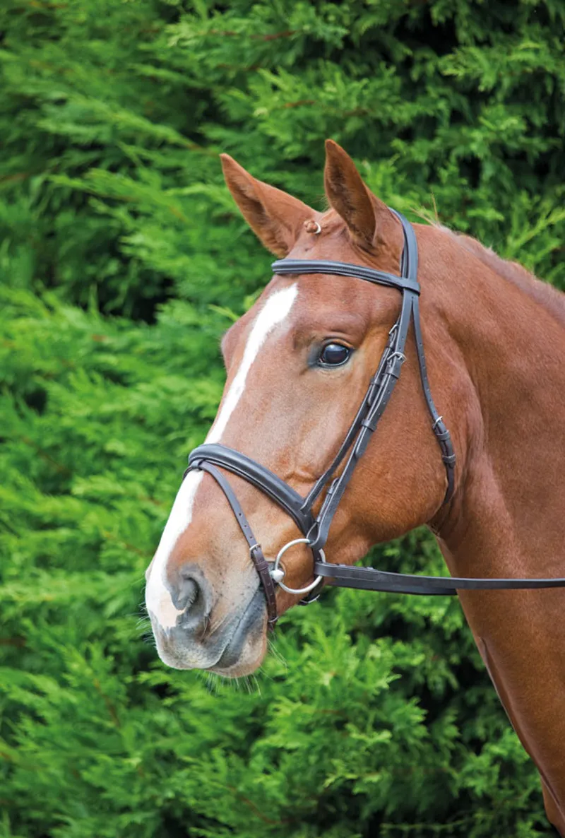 Shires Velociti GARA Comfort Fit Bridle in Havana