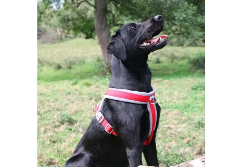 Ancol Viva Padded Dog Harness in Red-3