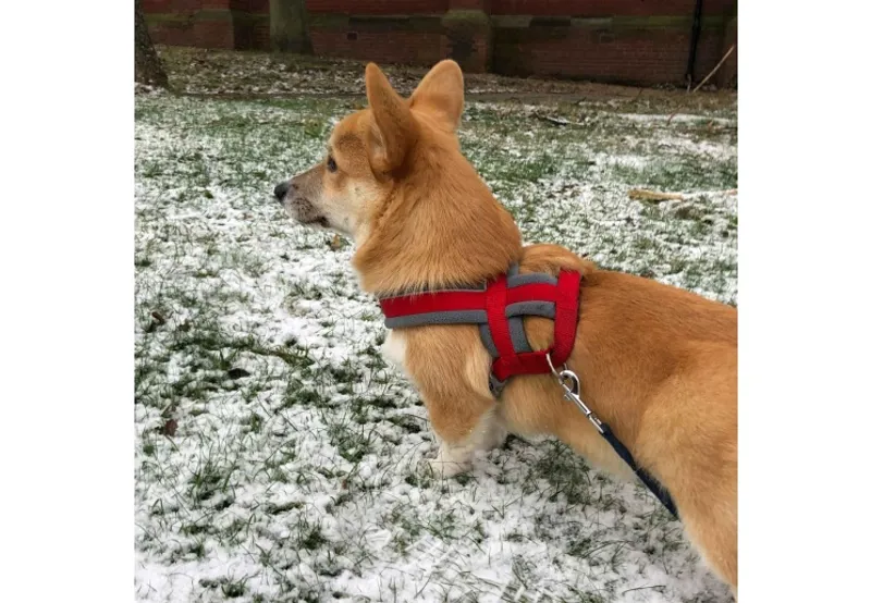 Ancol Viva Padded Dog Harness in Red-2