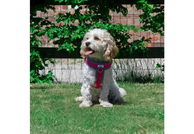 Ancol Viva Padded Dog Harness in Pink-2