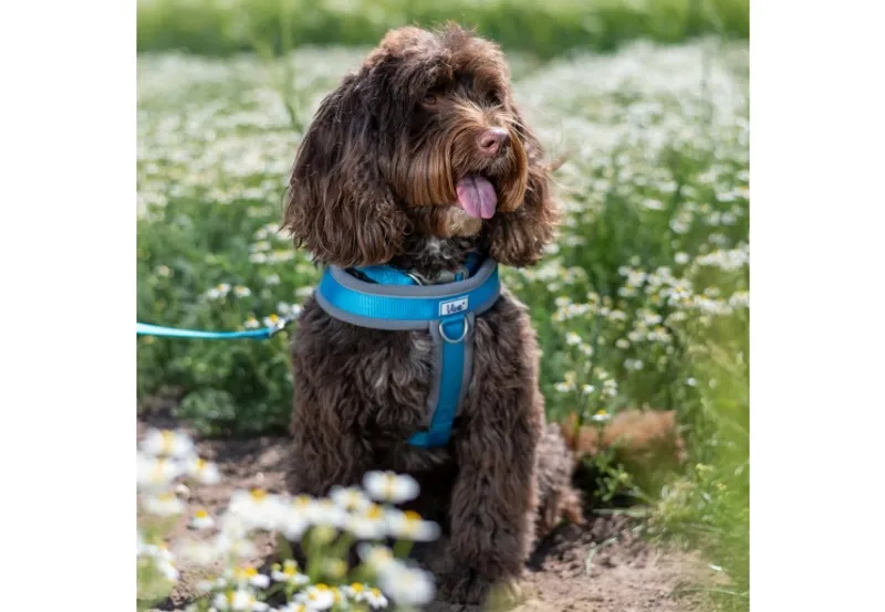 Ancol Viva Padded Dog Harness in Blue-3