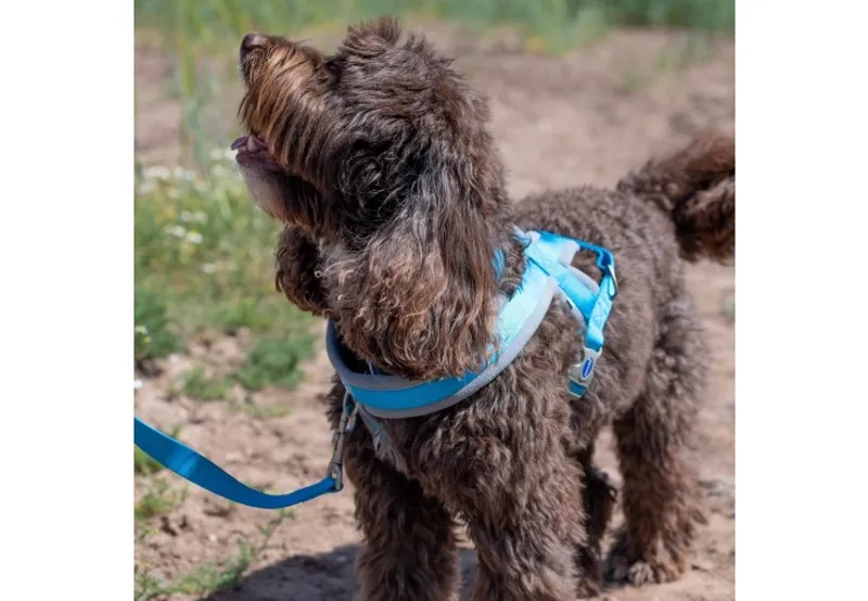 Ancol Viva Padded Dog Harness in Blue-2