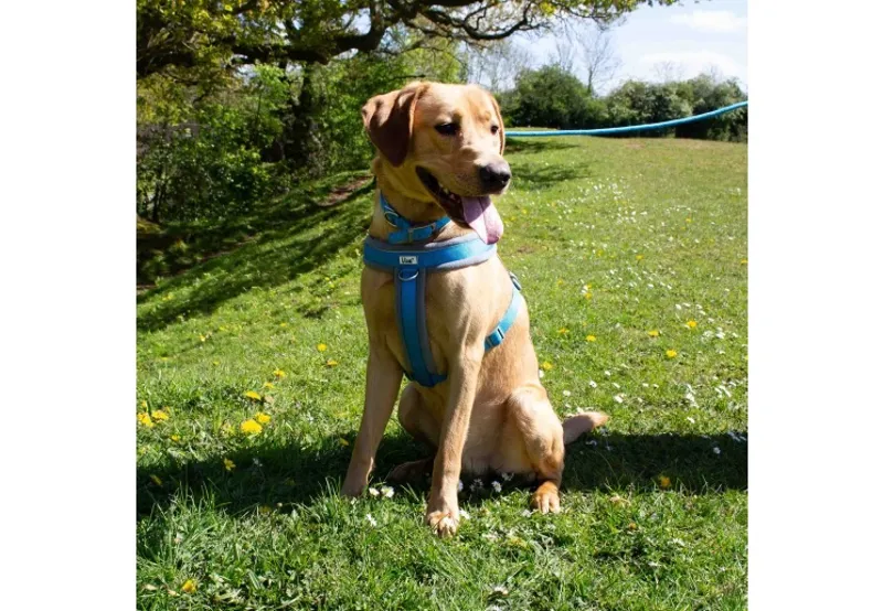Ancol Viva Padded Dog Harness in Blue-4