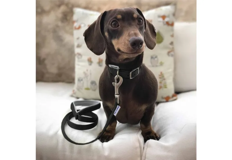 Ancol Viva Nylon Buckle Dog Collar - Black-2