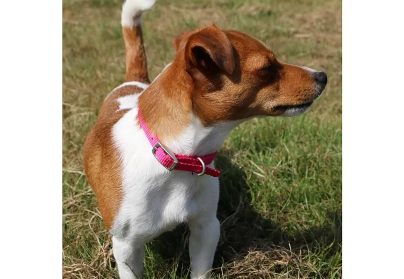 Ancol Viva Nylon Buckle Dog Collar - Pink-2
