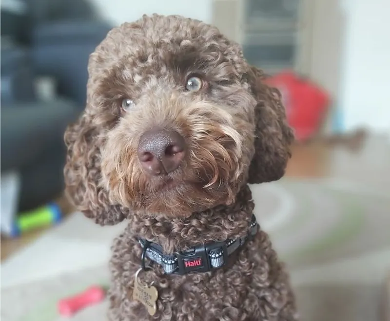 Ancol Halti Comfort Dog Collar in Black-1