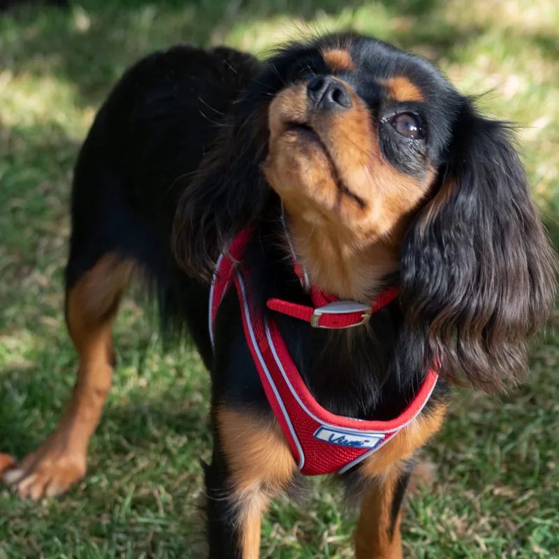 Ancol Viva Collar Nylon Collar Size 1 20-26cm in Red-2