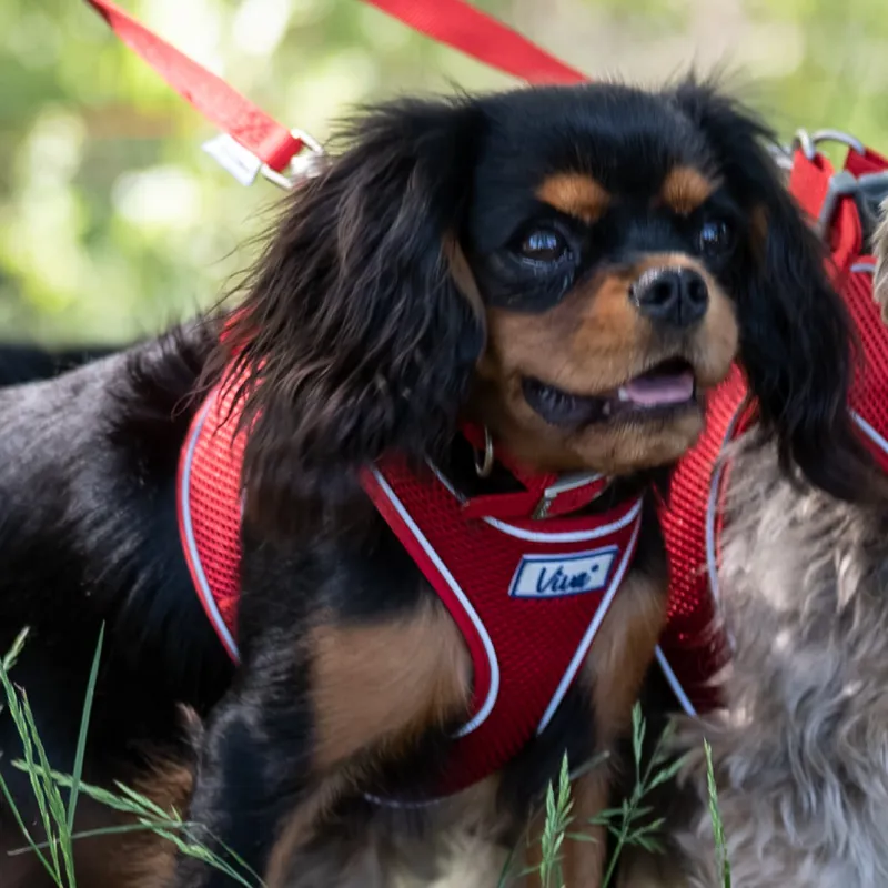 Ancol Viva Collar Nylon Collar Size 1 20-26cm in Red-3