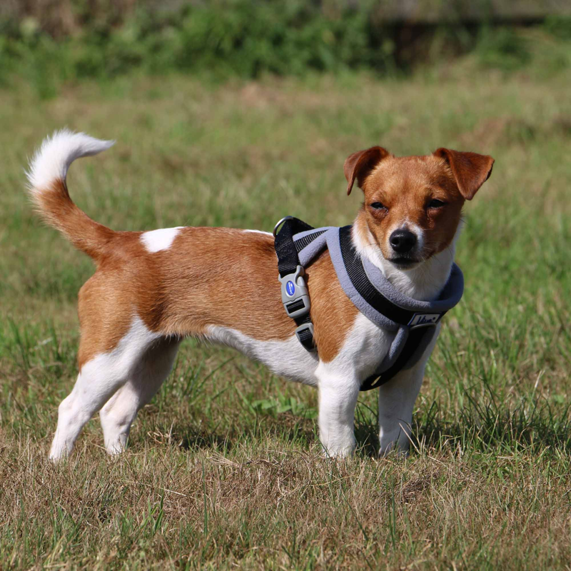 Ancol Viva Padded Dog Harness in Black-2