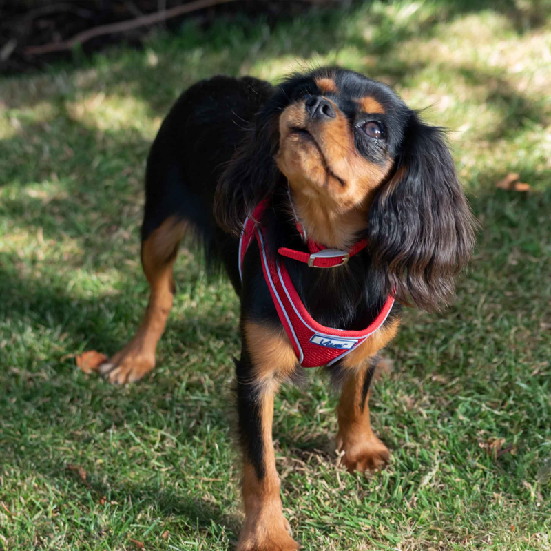Ancol Viva Nylon Buckle Dog Collar - Red-2