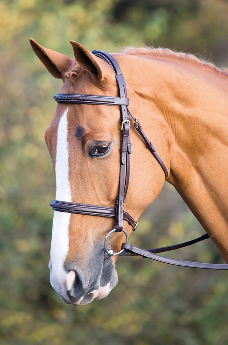 Salisbury Fairford Bridle In Australian Nut